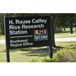  New AgCenter faculty heading rice research projects in 2022